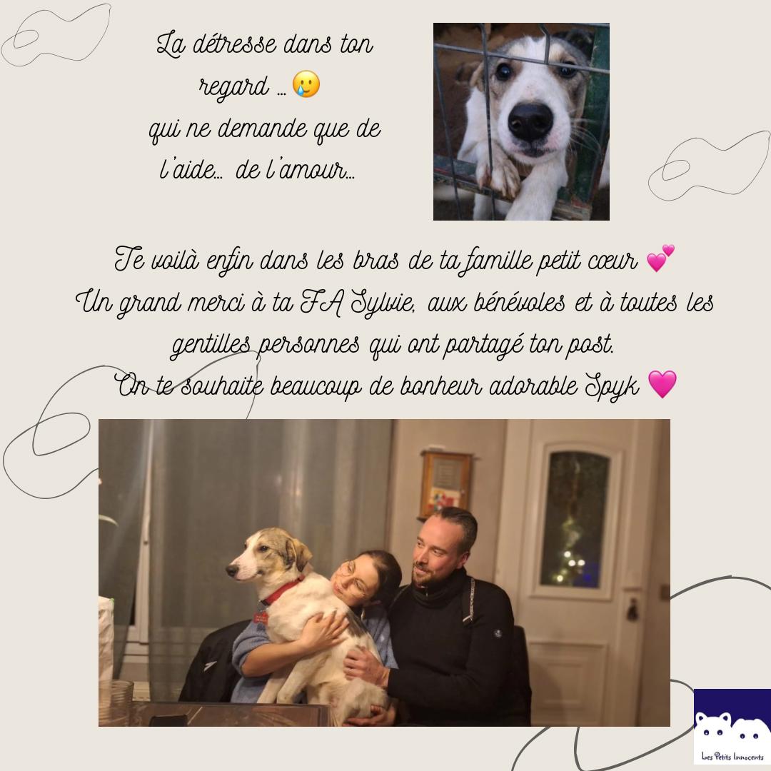 Chiens à adopter
